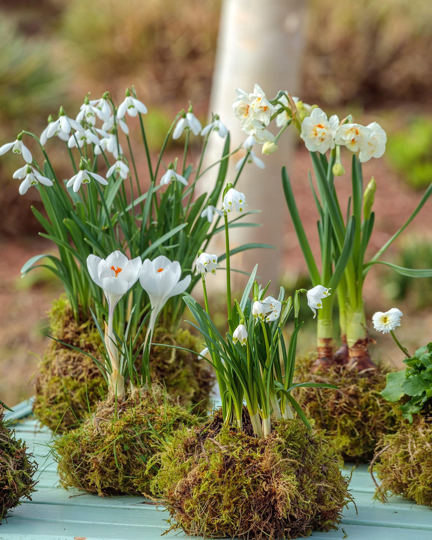 11. Group Moss Wrapped Bulbs Into a Miniature Garden