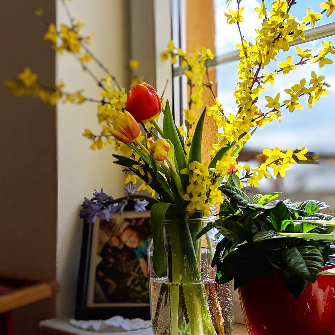 16. Let Yellow Forsythia Rise Above Colorful Tulips